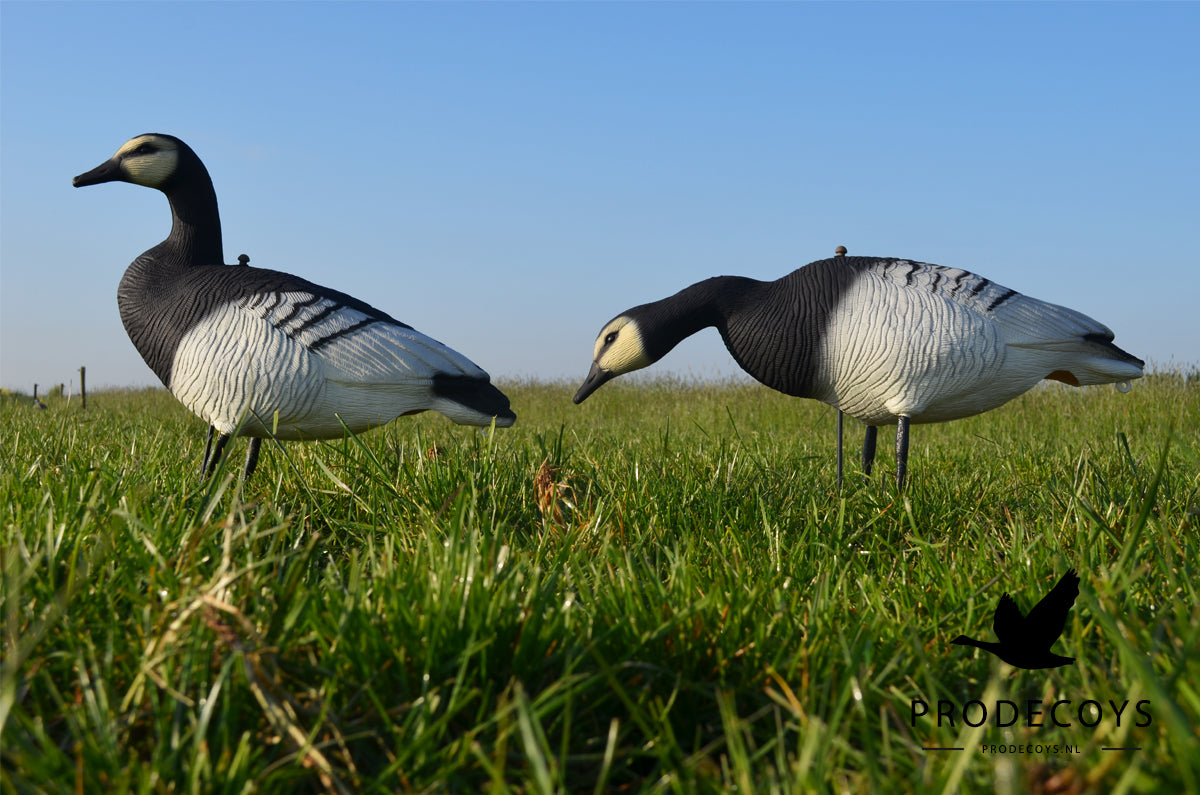 Prodecoys Valkoposkihanhen full body- kaave 12 kpl