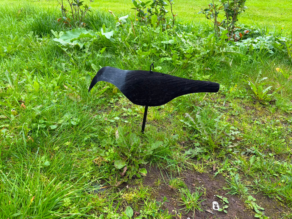 Prodecoys naakka kuorikaave 6 kpl