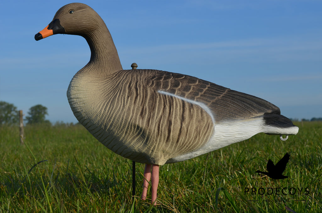 Prodecoys Ultralight metsähanhikaave 12 kpl