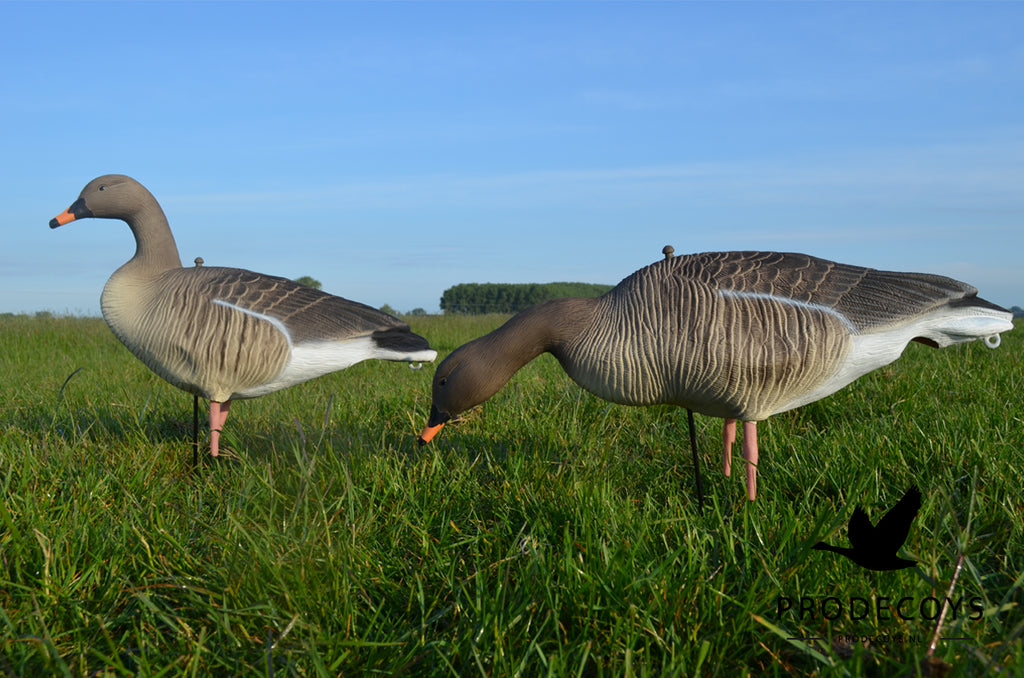 Prodecoys Ultralight metsähanhikaave 12 kpl