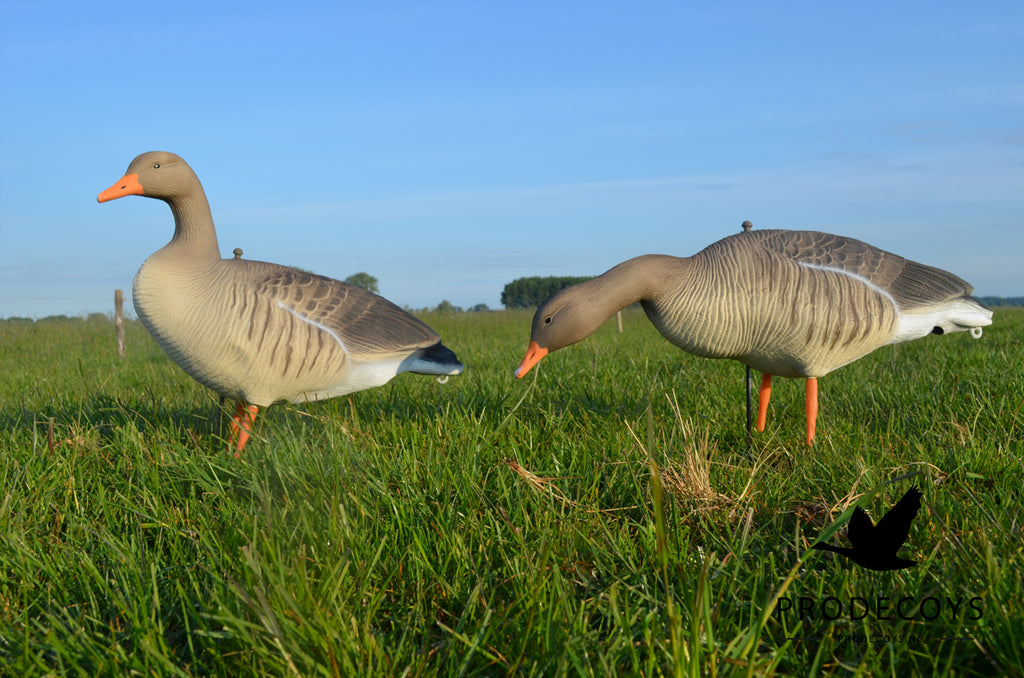 Prodecoys Ultralight merihanhikaave full body 12 kpl