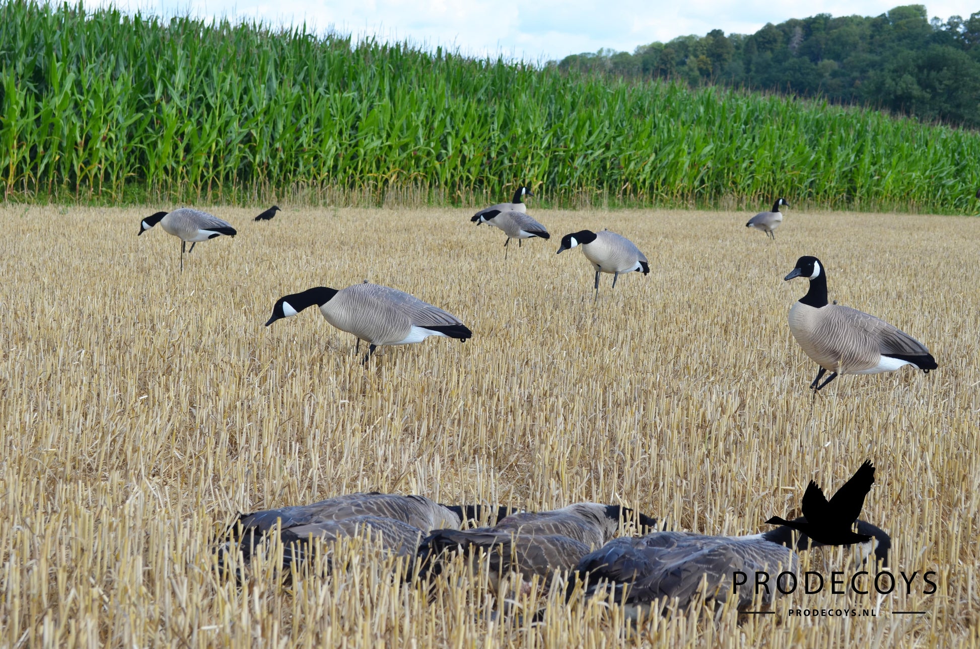 Prodecoys Ultralight kanadanhanhikaave full body 12 kpl